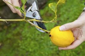 Pruning
